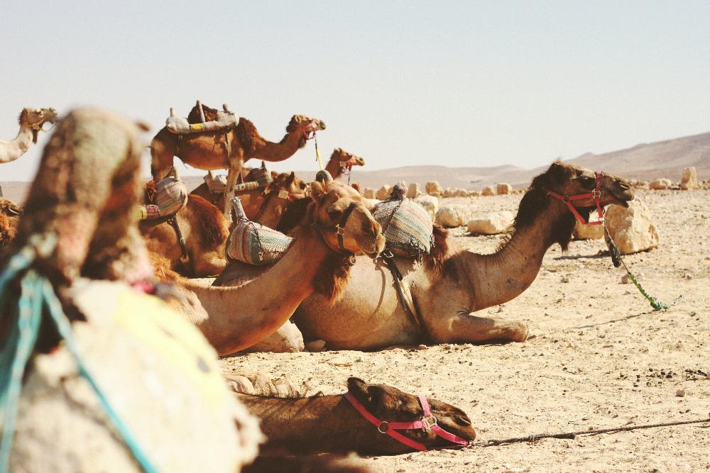 camels in duabi