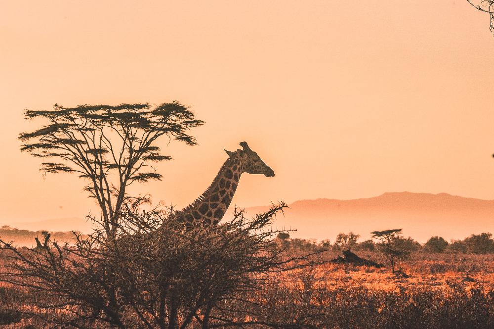 giraffe in safari 